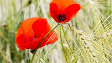coquelicots sur orge
